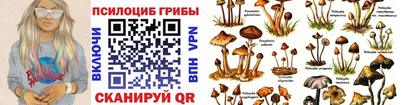 где найти наркотики  Заречный  Псилоцибиновые грибы Psilocybine cubensis 